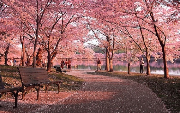 Lịch nở hoa anh đào Nhật Bản 2023 - Công viên Shinjuku