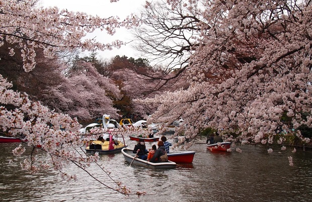 Lịch nở hoa anh đào Nhật Bản 2023 - Công viên Inokashira
