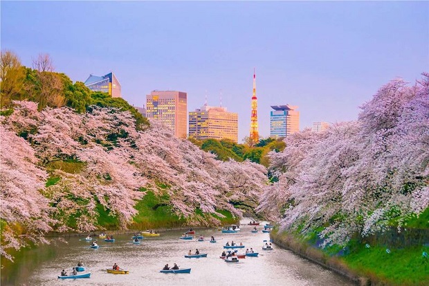 Lịch nở hoa anh đào Nhật Bản 2023 - Công viên Chidorigafuchi