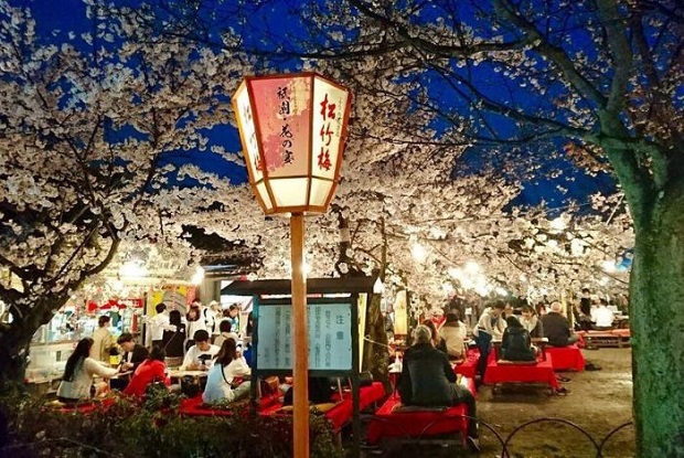 Lịch nở hoa anh đào Nhật Bản 2023 - Công viên Maruyama