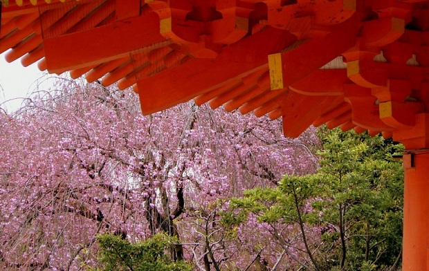 Lịch nở hoa anh đào Nhật Bản 2023 - Đền Heian