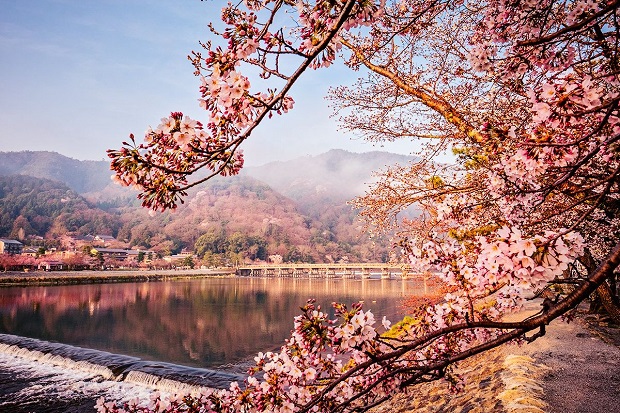 Lịch nở hoa anh đào Nhật Bản 2023 - Arashiyama