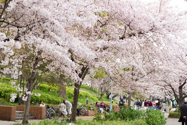 Lịch nở hoa anh đào Nhật Bản 2023 - Công Viên Kema Sakuranomiya
