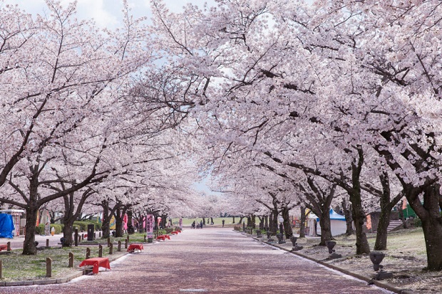 Lịch nở hoa anh đào Nhật Bản 2023 - Công viên kỷ niệm Expo’70