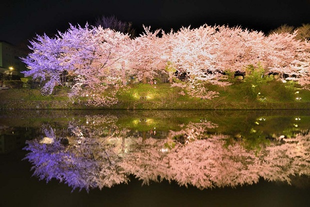 Lịch nở hoa anh đào Nhật Bản 2023 - Công viên Maizuru