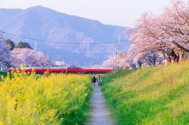 Lịch nở hoa anh đào Nhật Bản 2023 - Cao nguyên Shirakimine