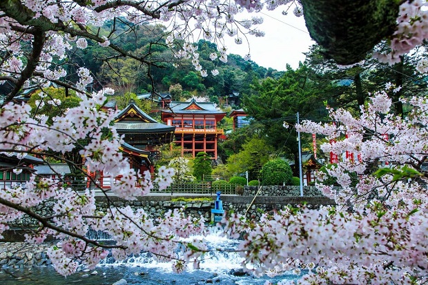 Lịch nở hoa anh đào Nhật Bản 2023 - Yutoku Inari jinja