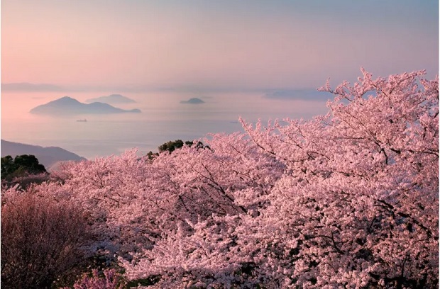 Lịch nở hoa anh đào Nhật Bản 2023 - Núi Shiude