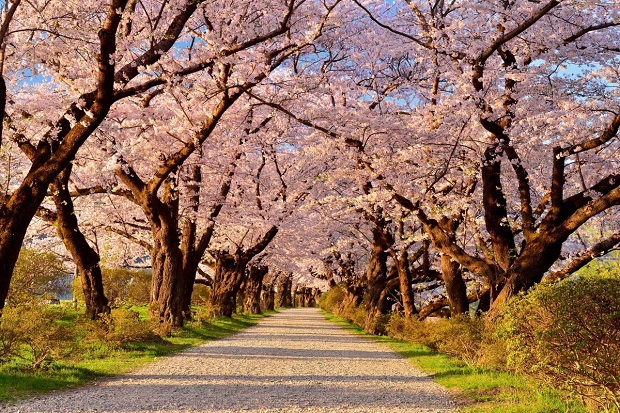 Lịch nở hoa anh đào Nhật Bản 2023 - Công viên Kitakami Tenshochi