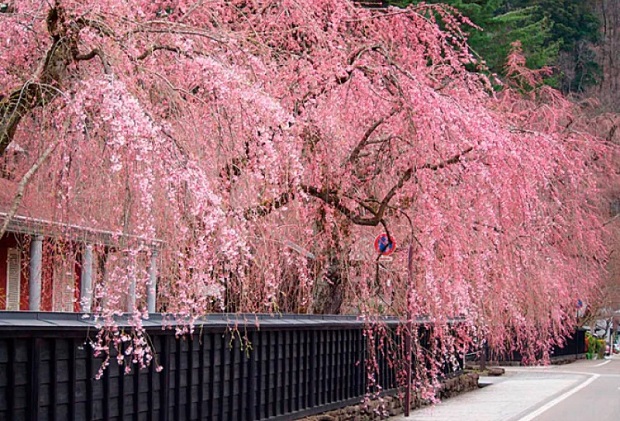 Lịch nở hoa anh đào Nhật Bản 2023 - Khu phố Samurai Kakunodate