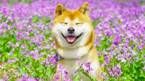 Chó Shiba –  Gương mặt biểu cảm độc nhất thế giới