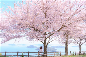 Học tiếng Nhật qua các từ vựng về mùa xuân